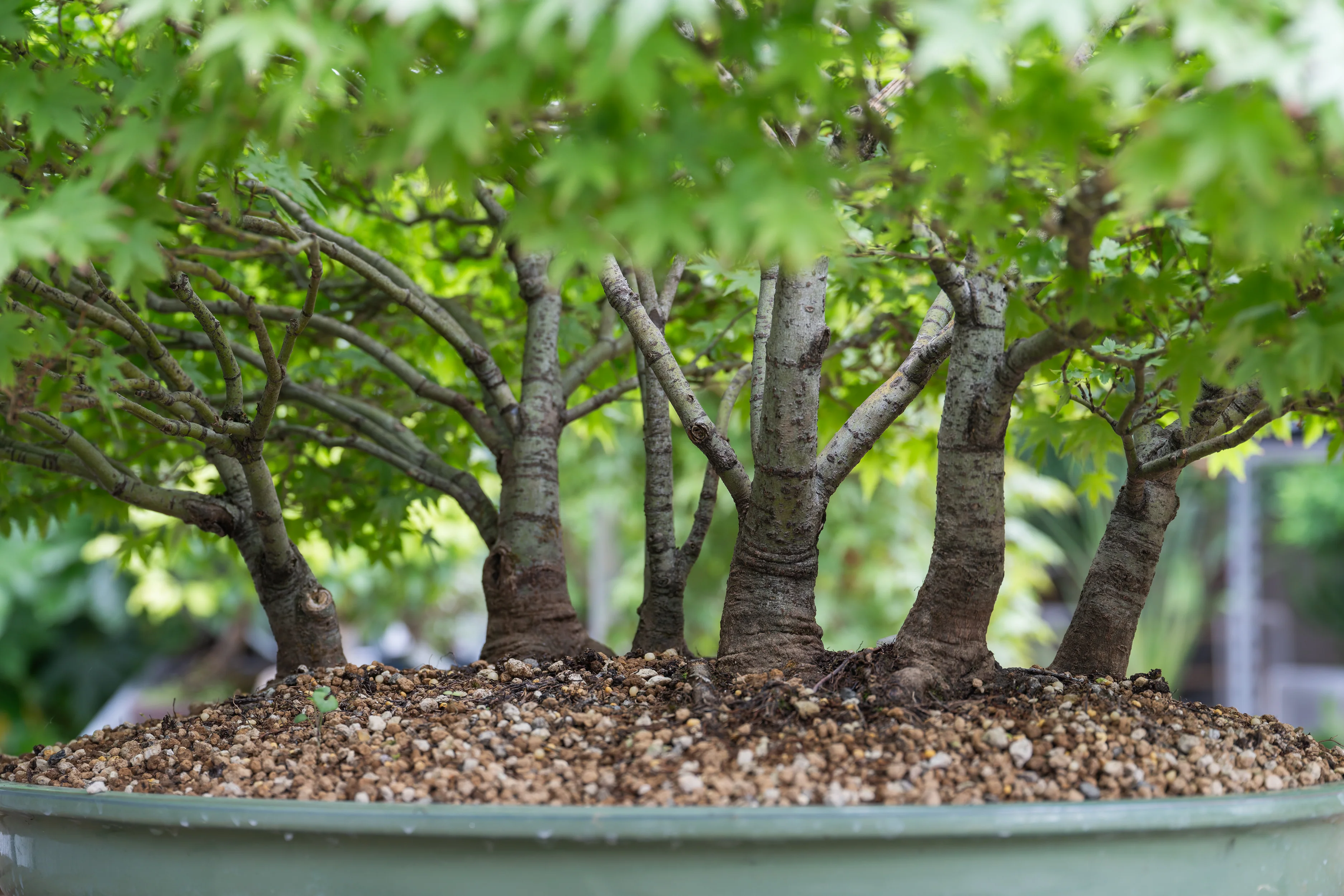 L'art du bonsaï à portée de main